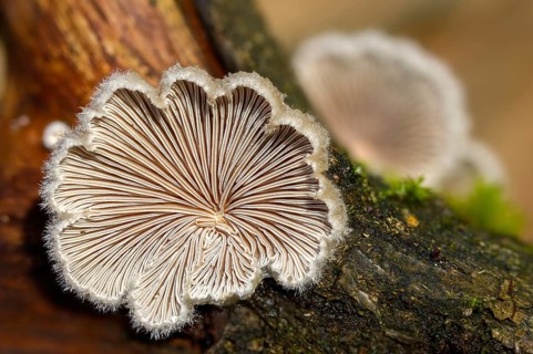 Common porecrust, common cleft leaflet, schizophyllum commune, split gill, fungi, fungus, mushrooms