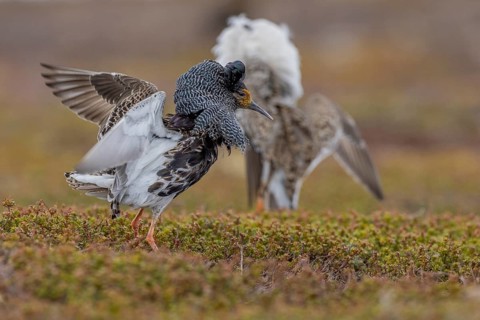 Ruff (Philomachus pugnax), at the mating site, Varanger, Norway