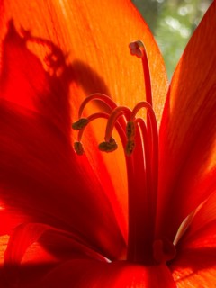 Belladonna lily (Amaryllis belladonna)