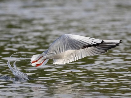 A black-headed gull flying over a lake, Ümminger See, Bochum, Ruhrpott, North Rhine-Westphalia,