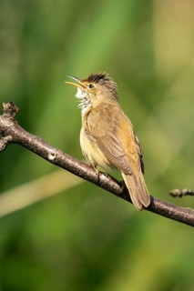 Acrocephalus Scirpaceus, reed warbler, birds, song, high size, portrait format, passeri, singing,