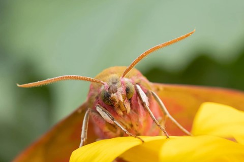 Elephant hawkmoth (Deilephila elpenor) adult moth insect on a garden Sunflower flower in summer,
