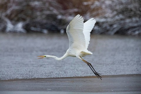 Great White Egret (Egretta alba) Germany