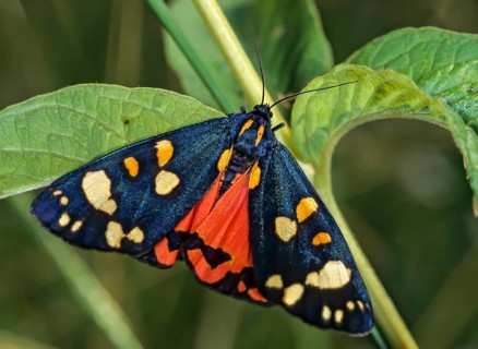 Callimorpha dominula, pretty bear, butterfly, insects, moths, moths, moths, scarlet tiger moth,