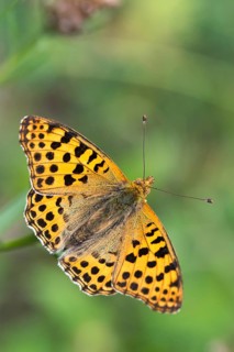 Argynnis Lathonia, Issoria Lathonia, little mother-of-pearl butterfly, queen of Spain fritillary,