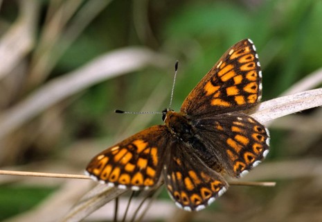 Brown cube butterfly, duke of burgundy fritillary, hamearis lucina, pearl bandage, cowflower cube,