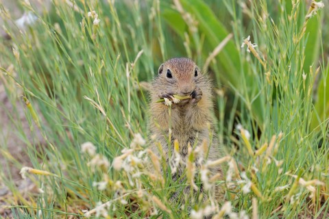 A young European ground squirrel (Spermophilus citellus) eats seats, leaves and flowers in a green