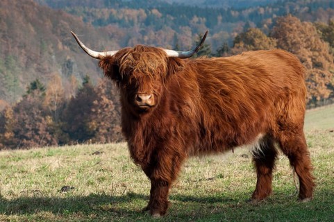 Artiodactyla, bos primigenius f. taurus, even-toed ungulate, highland cattle, kyloe, cloven-hoofed,