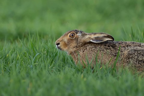 European brown hare (Lepus europaeus) adult animal in a farmland cereal field in spring, England,