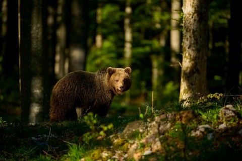 A brown bear standing in a sun-drenched forest, surrounded by trees, European brown bear (Ursus