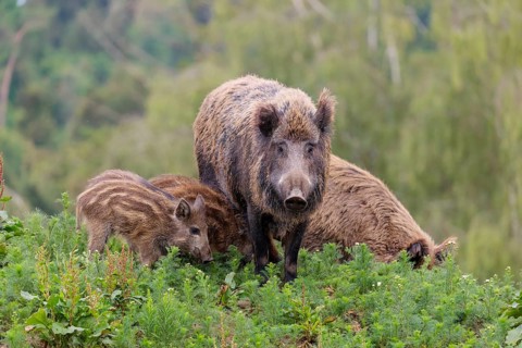 A female wild boar (Sus scrofa) stands with her piglets on a mound in a green clearing on an