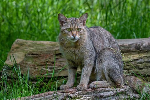 Hunting European wildcat, wild cat (Felis silvestris silvestris) looking for prey from fallen tree