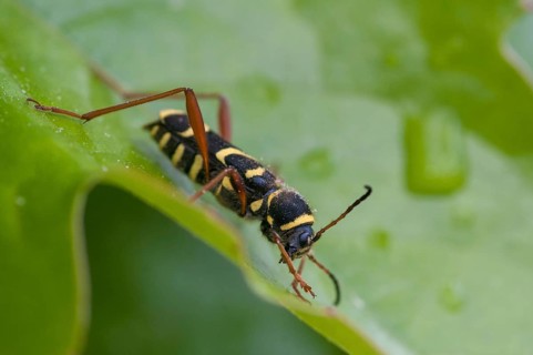 Clytus arietis, common ram ram, ram ram, beetle, longhorn, coleoptera, insects, insects, beetles,