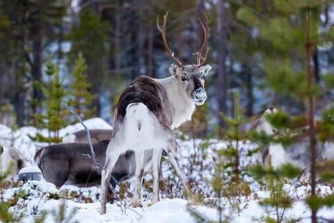 Animals, Mammals, Europe, Finland, Lapland, Reindeer in winter, Reindeer (Rangifer tarandus),