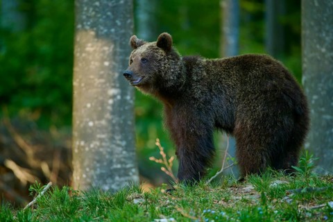 A pensive brown bear in a green, peaceful forest, European brown bear (Ursus arctos), Slovenia