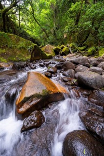 Mhlwazini River flows through thick forest, original mountain forest, Rainbow Gorge,