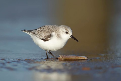 Sanderling (Calidris alba) adult wading bird in winter plumage on a beach, Suffolk, England, United