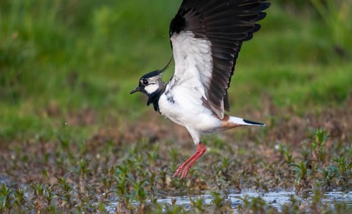 Lapwing, vanellus vanellus, birds, charadriiformes, limikolen, plovers, birds, waders, waders