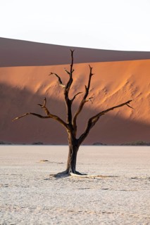 Red sand dunes and white salt pan with dead trees, Dead Vlei, Namib Desert, Namib Naukluft Park,