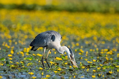 Grey heron (Ardea cinerea) amidst flowering sea pots (Nymphoides peltata) Hungary
