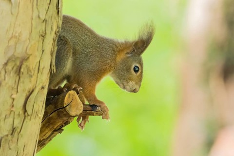 A squirrel (Sciurus vulgaris) observes attentively from a tree trunk, Hesse, Germany