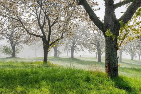 Orchard with blooming cherry trees in spring morning, sun shining through fog, near Freyburg,