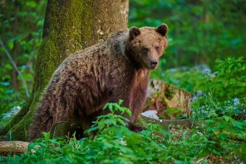 A brown bear watches intently in the dense forest, European brown bear (Ursus arctos), Slovenia