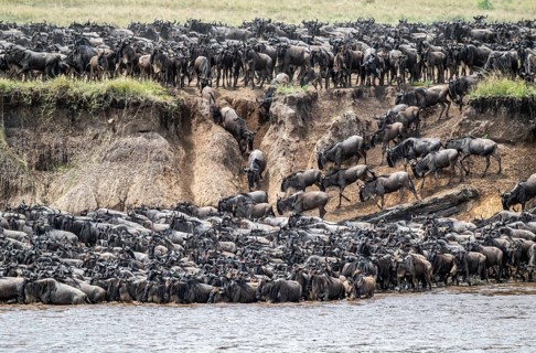 The Great Migration: Huge herds of wildebeest (Connochaetes taurinus) cross the Mara River and swim
