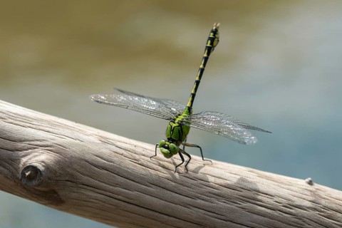 Green culbtail, green snaketail, green wedge, obelisk position, ophiogomphus cecilia, anisoptera,