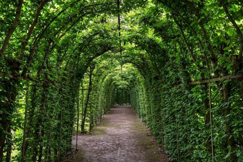 Arbour made of common hornbeam (Carpinus betulus), Upper Franconia, Bavaria, Germany