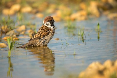Tree Sparrow, Passer Montanus, Sparrow, Tree Sparrow, Bath, Bird Bath, Birds, Mirror, Passeri,