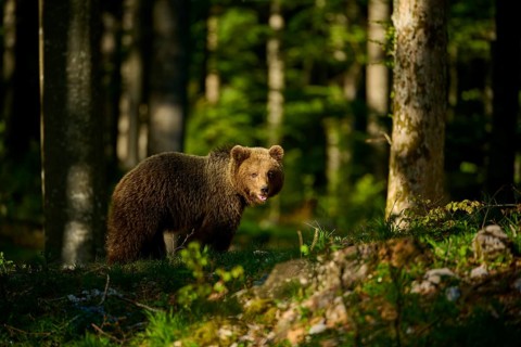 Brown bear in the forest with sunlight and shaded areas, European brown bear (Ursus arctos),