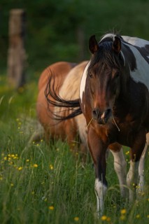 A brown horse with a white spot is standing in a field on a sunny day. He eats grass as he looks