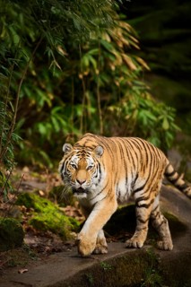 Siberian tiger or Amur tiger (Panthera tigris altaica) walking on the ground, captive, habitat in