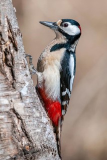 Great Spotted Woodpecker, Great Spotted Woodpecker, Birds, High Size, Portrait, Male, Piciform,