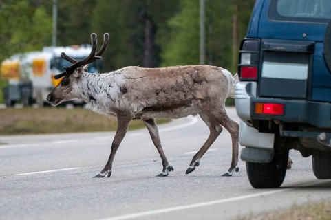 Artiodactyla, even-toed ungulate, Finland, cloven-hoofed, rangifer tarandus, reindeer, mammals,