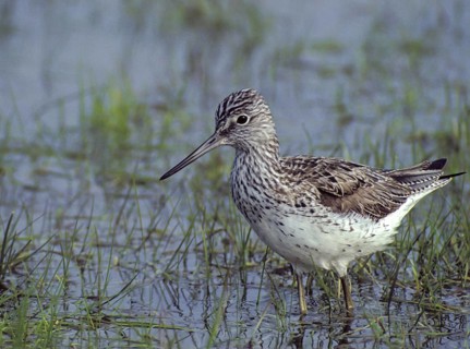 Greenshank, greenshank, tringa nebularia, birds, charadriiformes, leo, limikolen, snipe birds,
