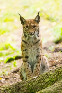 Eurasian lynx (Lynx lynx) sitting in a forest, Bavaria, Germany