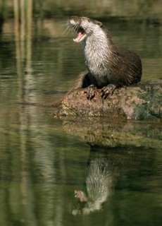 Carnivora, Eurasian otter, Lutra Lutra, predators, FFH, high size, portrait format, mammals,