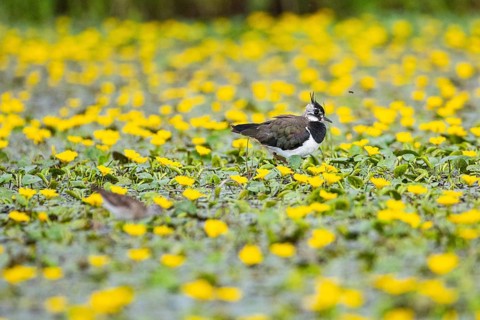 Lapwing (Vanellus vanellus) Hungary
