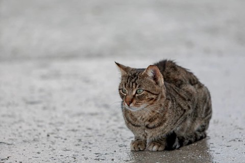 Domestic cat (Felis silvestris catus) in the rain, Cyprus
