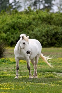 Camargue horse (Equus caballus), running across a meadow of yellow flowers in bloom,