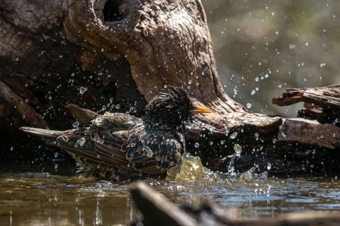 Star, Starling, Sturnus Vulgaris, Bath, Bird Bath, Birds, Passeri, Songbirds, Potion, Birdbath,