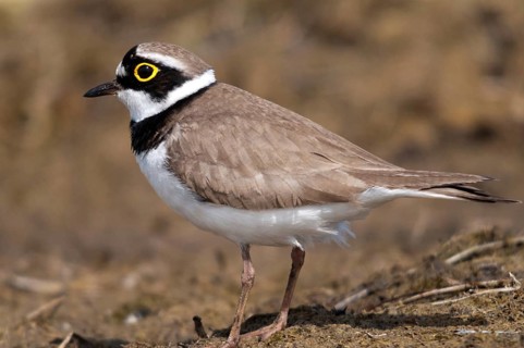 Charadrius dubius, plover, little ringed plover, birds, charadriiformes, limikolen, plower, plover,