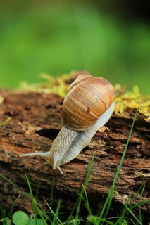 A snail explores tree bark in a green, natural setting, a Roman snail (Helix pomatia) on moss,