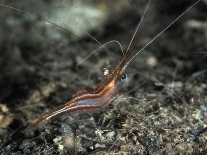 A shrimp with long tentacles, the narwhal shrimp (Plesionika narval), moves across the seabed, dive