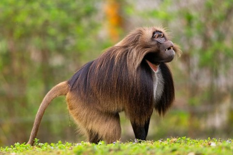 Gelada (Theropithecus gelada) male standing on a meadow, captive, distribution africa