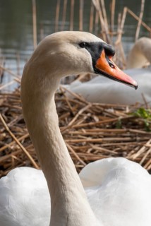 Cygnus olor, mute swan, anatidae, birds, breed, brood, duckbirds, female, high size, portrait, cusp