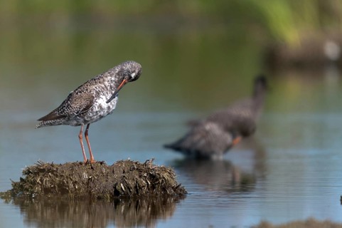 Dark water strider, spotted redshnak, tringa erythropus, birds, charadriiformes, plumage,
