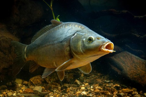 Carp, Cyprinus carpio, carp, fish, fishes, leather carp, pisces, mirror carp